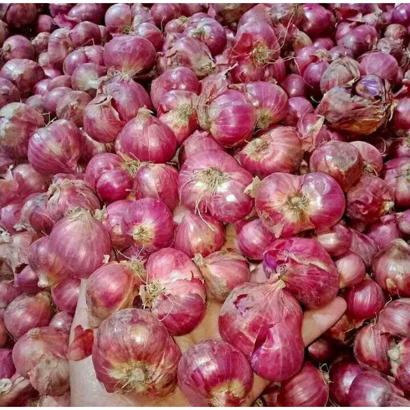 

Bawang merah Brebes 1kilogram campur bawang merah live