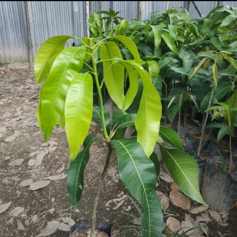 Bibit mangga mahatir jumbo