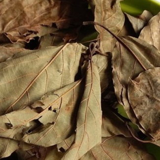 

[ORIGINAL] TERMURAH DAUN ALPUKAT KERING-250 GRAM
