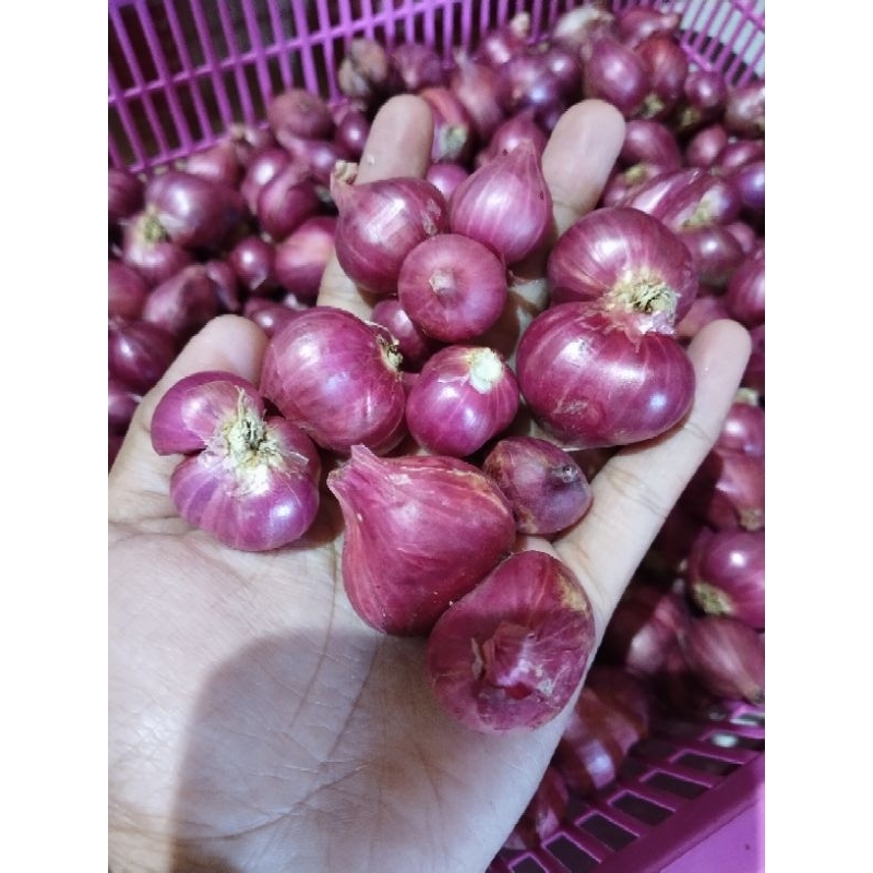 

Bawang merah probolinggo