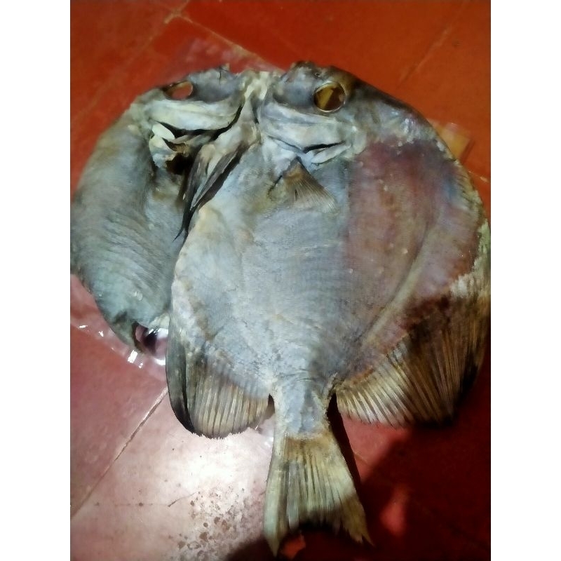 

ikan asin ketepel