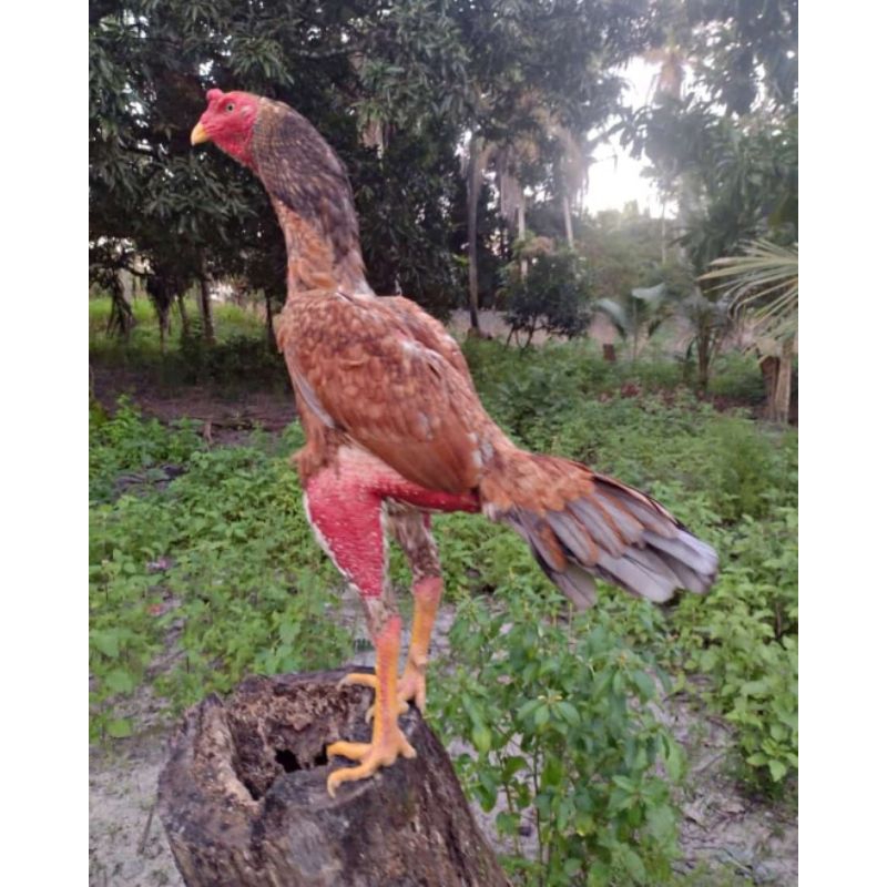 

jual telur ayam Bangkok pakoy bulbi paket 4 butir