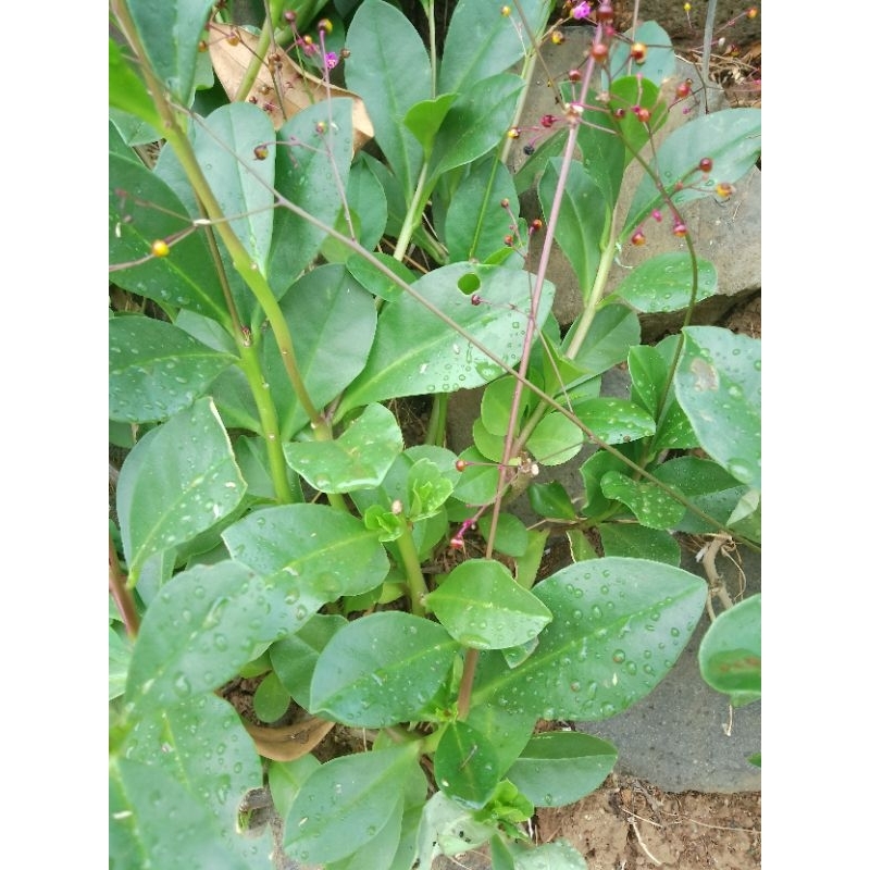 

DAUN GINSENG JAWA SEGAR 1 KG / DAUN GINSENG / GINSWNG JAWA