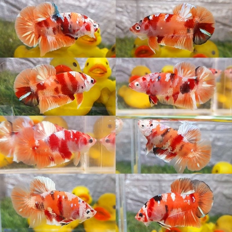 hiasan aquarium candy gold nemo murah