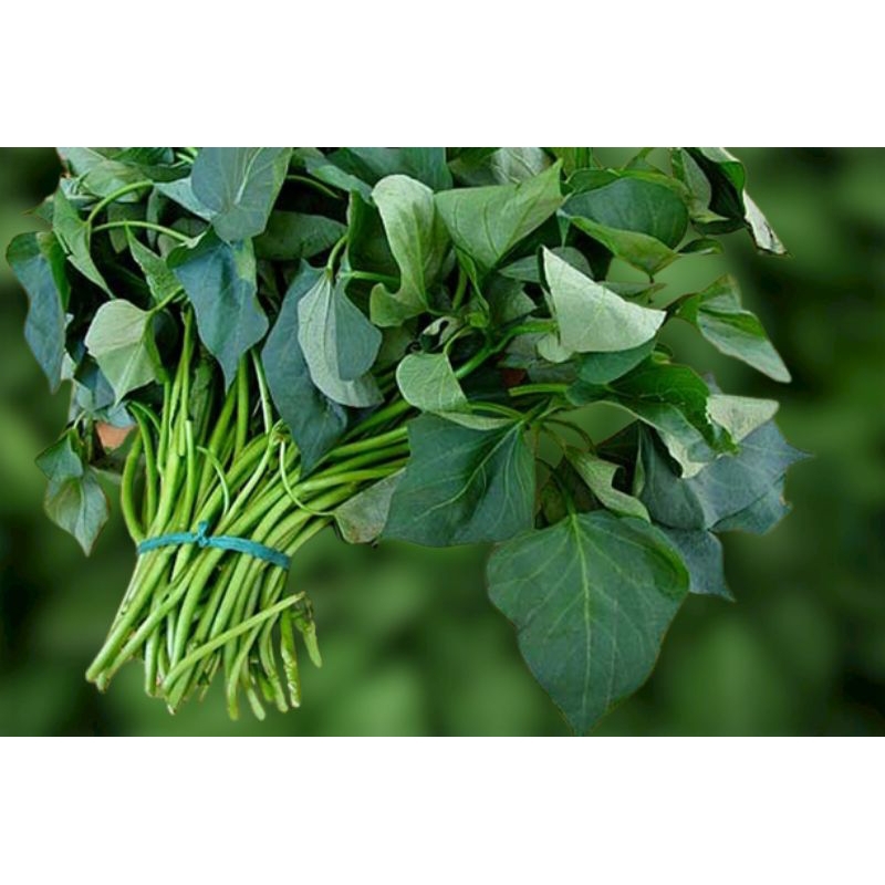 

Daun singkong/daun ubi (per ikat)