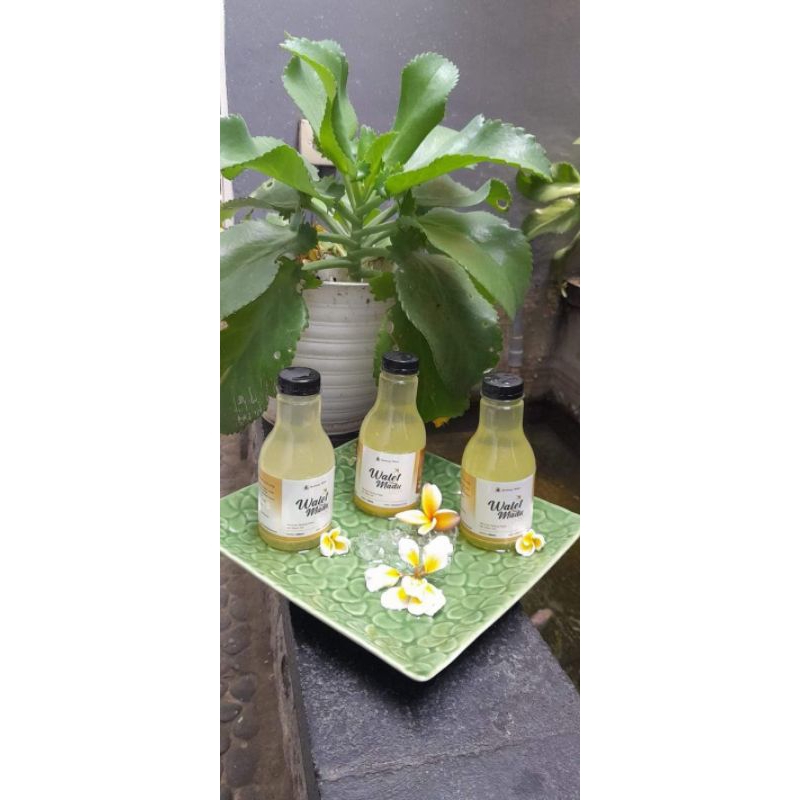 

Minuman sarang BURUNG WALET, minuman sehat kaya manfaat