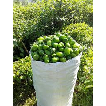 

cabe gendot hijau 500gr