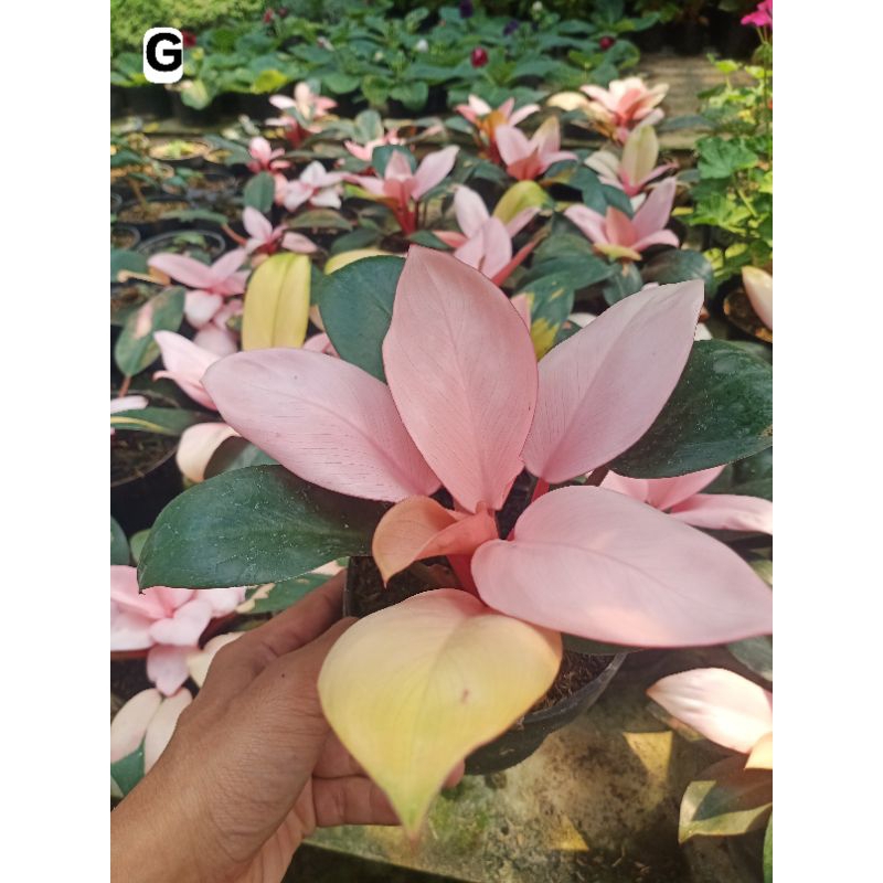 bunga philo pink pongo