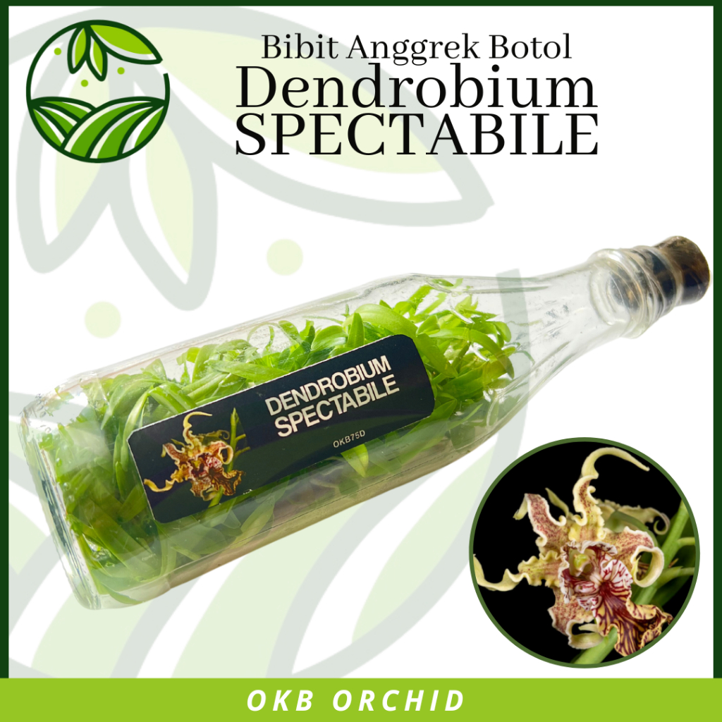 Bibit Anggrek Botol Dendrobium Spectabile Rare Item Tanaman Bunga