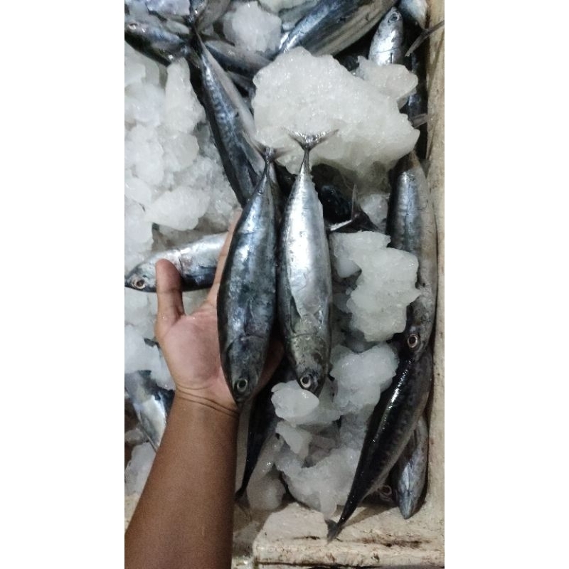 

ikan tongkol Sulawesi 500grm