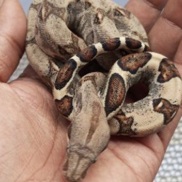 BOA BCI/Boa Constrictor Imperator