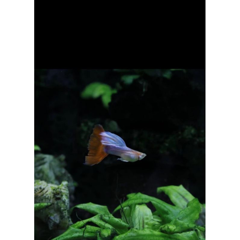 Guppy Sky Red/Red Topas