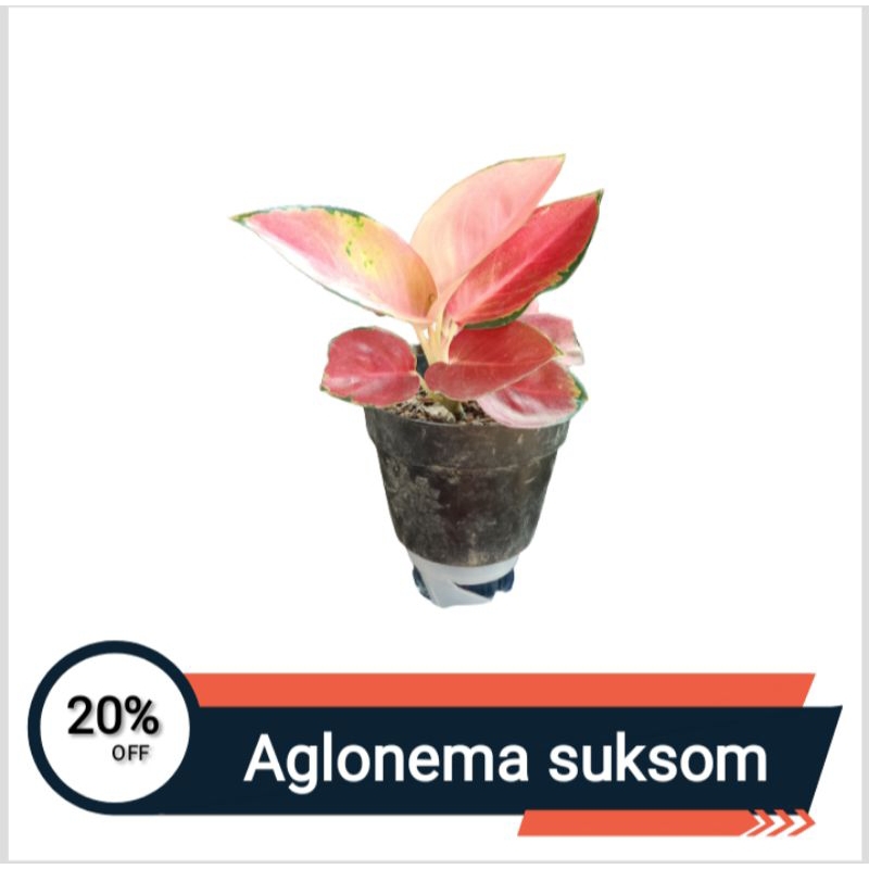 Aglonema Suksom | Aglonema Suksom Jaipong | Aglonema Suksom Lilin | Aglonema Suksom Batik | Tanaman 