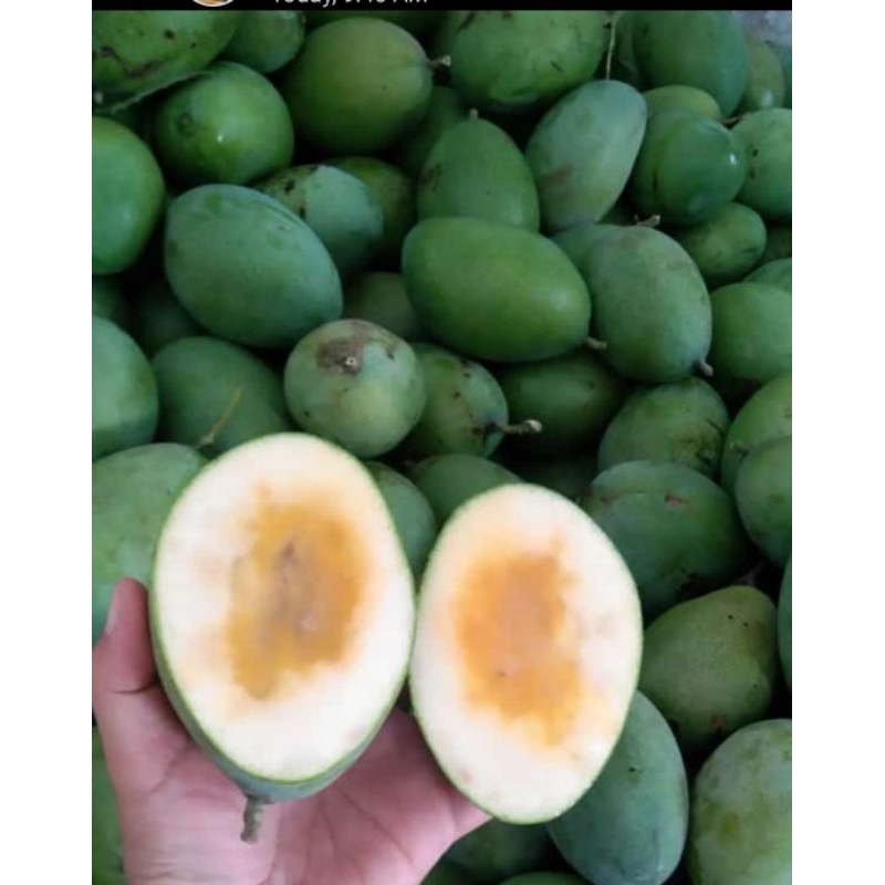 

Mangga Manalagi
