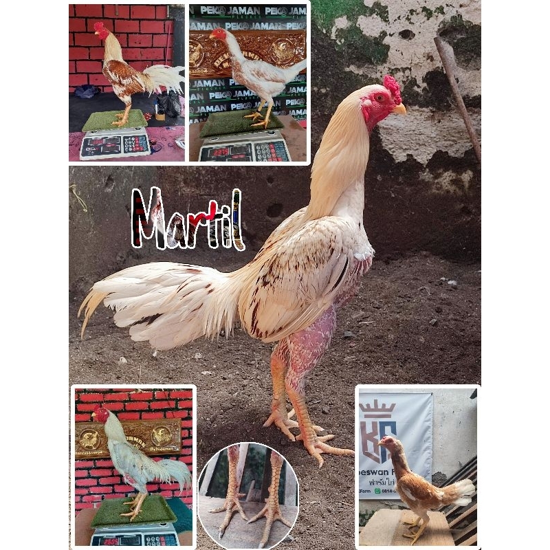 Anak Ayam Berkualitas Murni Plucker