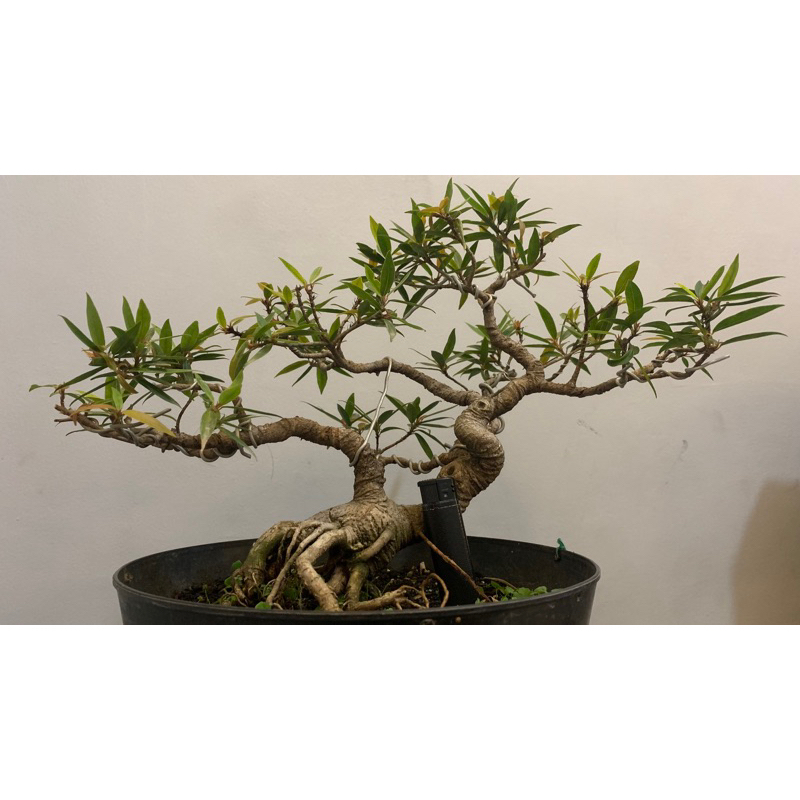 ficus california