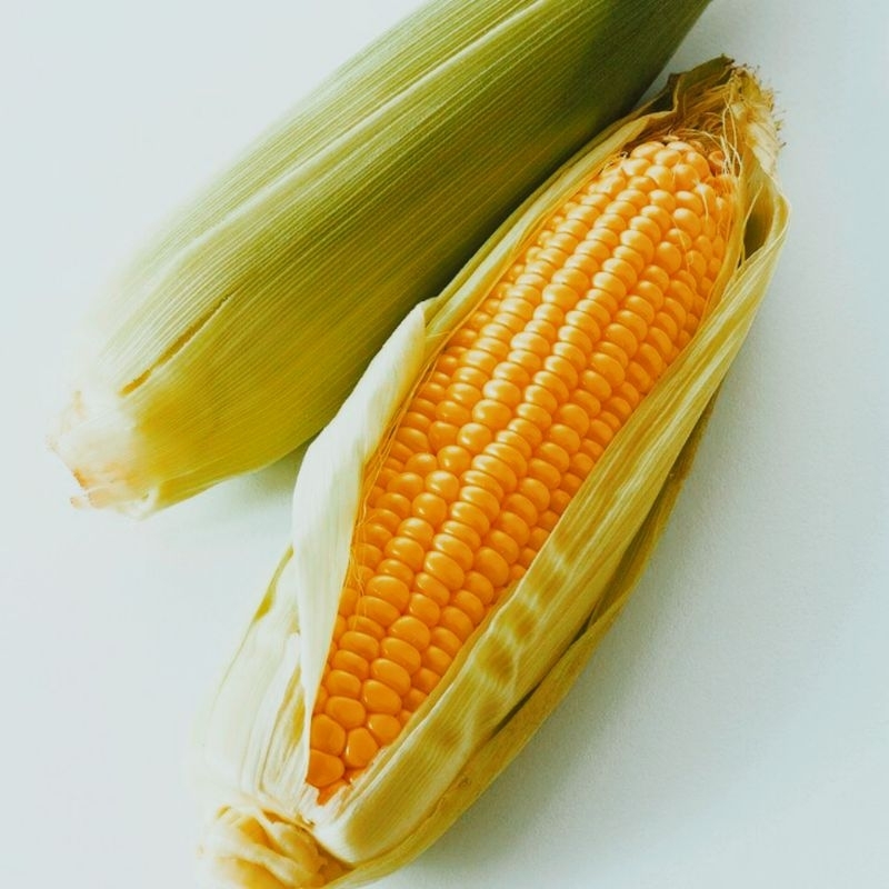 

Jagung Madu Manis