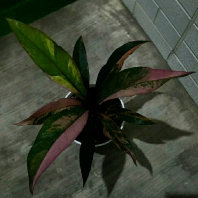 Tanaman Hias Anthurium Hokeri Pink,Hukeri Varigata Pink