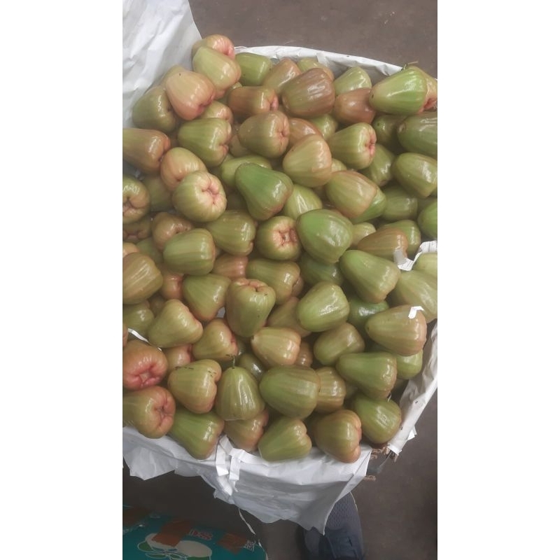 

Jambu Cicalo Manis 1kg