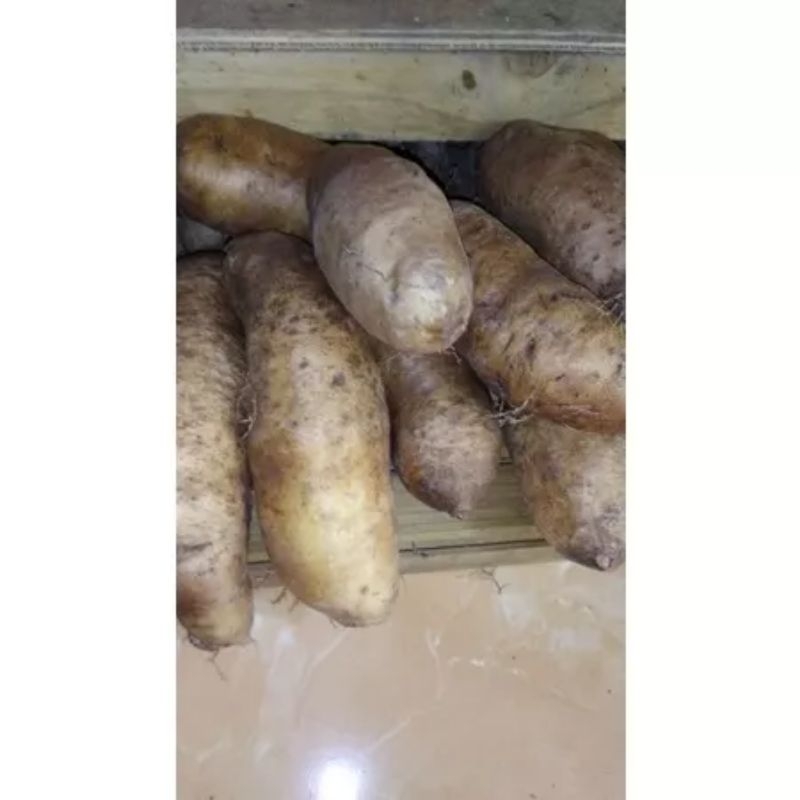 

UBI GEMBILI ORGANIK & UWI ASLI.UNGU