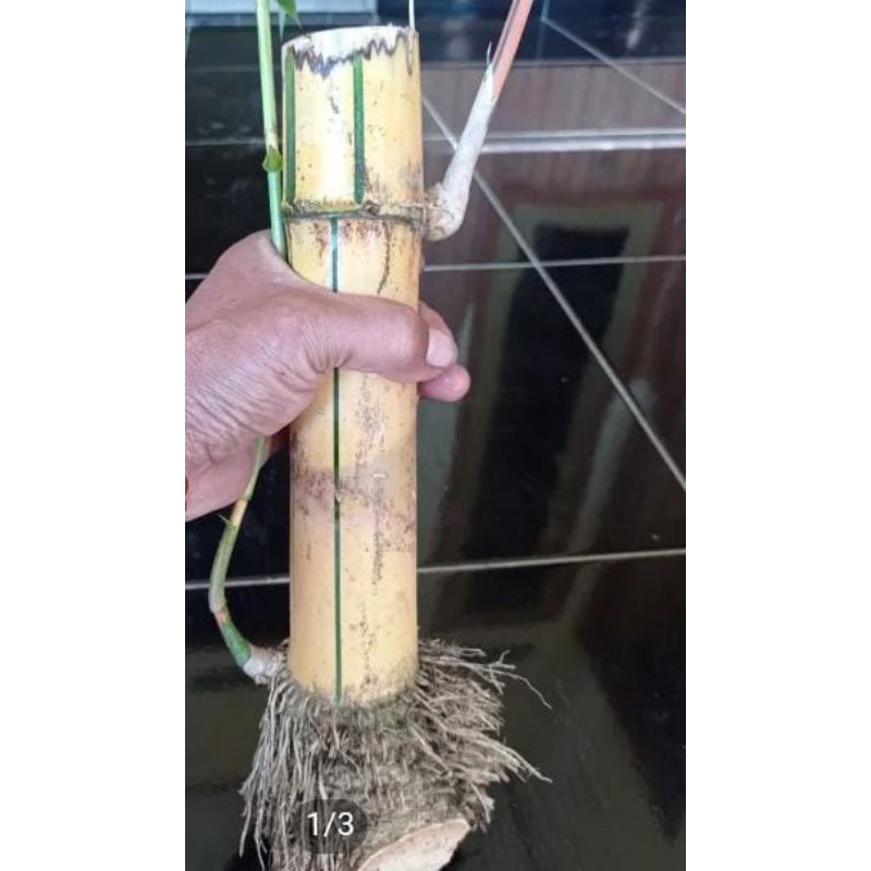 Bibit bonggol bambu kuning besar
