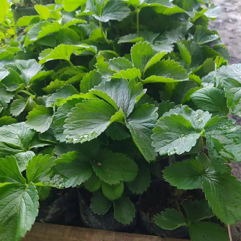 bibit strawberry jumbo bali