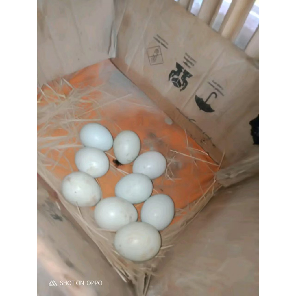 Telur fertil ayam aduan yokeree x ninja kualitas super / mangon iq /pama iq / mangon vip / pama vip 