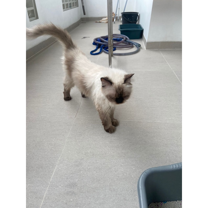 open adopt kucing himalaya