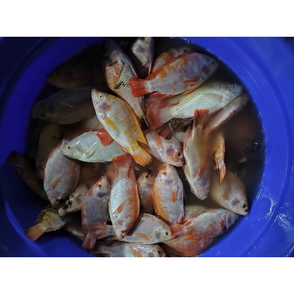

IKAN NILA KILOAN
