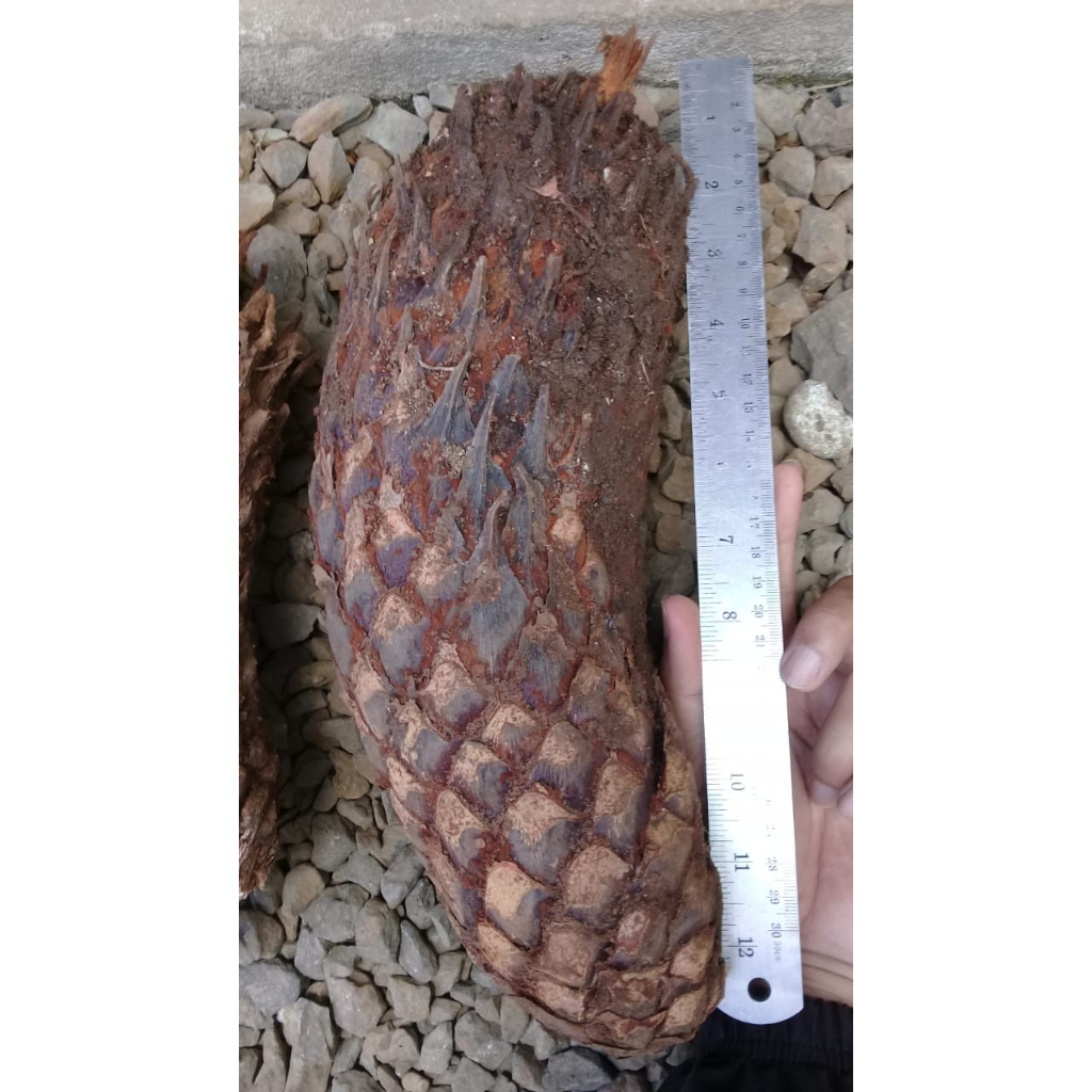 Umbi Sikas Ukuran Super Bibit Tanaman Hias Sikas Premium Bonggol Sikas Ukuran Jumbo