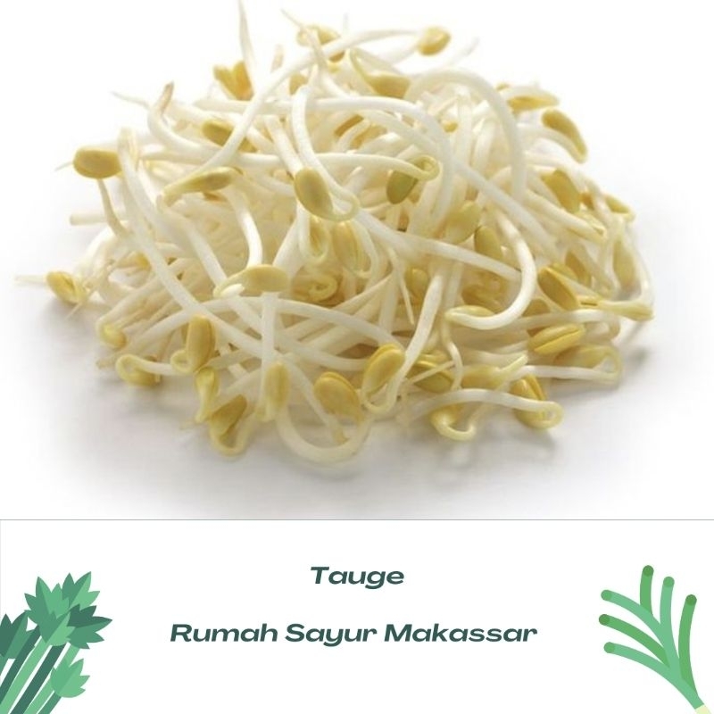 

kecambah / tauge