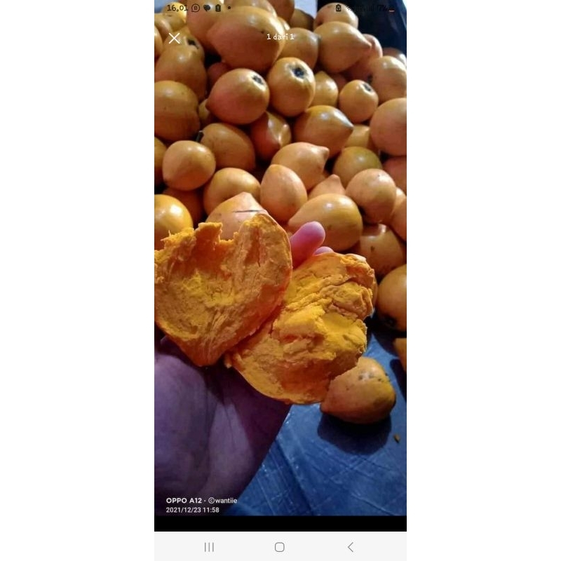 

alkesha / alkesa sawo mentega campoleh 1kg