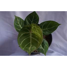 Tanaman HIas Anthurium Dressleri