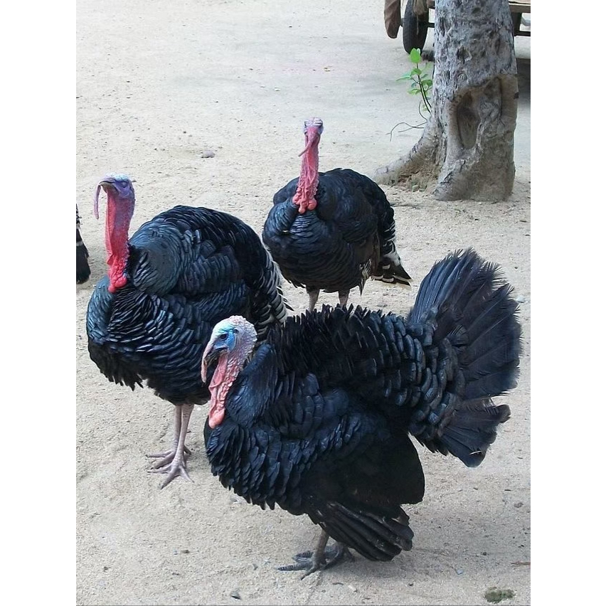 TELUR AYAM HIAS KALKUN SIAP DI TETASKAN