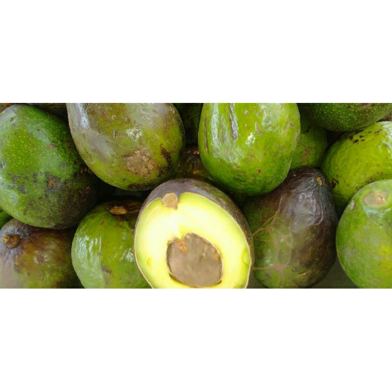 

Buah Alpukat / Alpokat /Apokat /Pokat segar