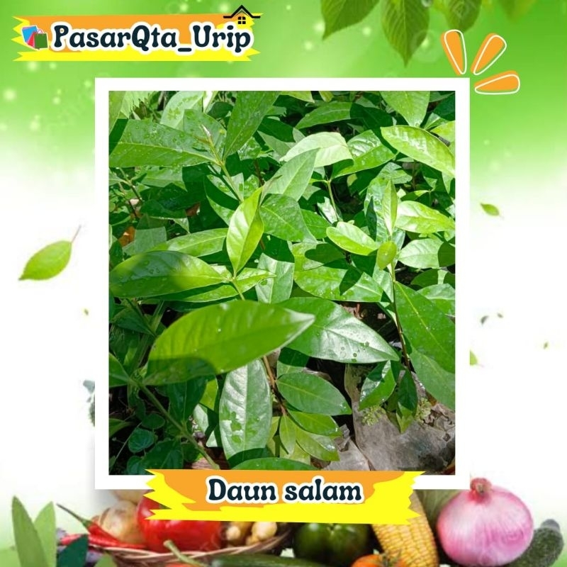 

Daun salam Hijau Daun salam kering perpaket / Pasar online makassar