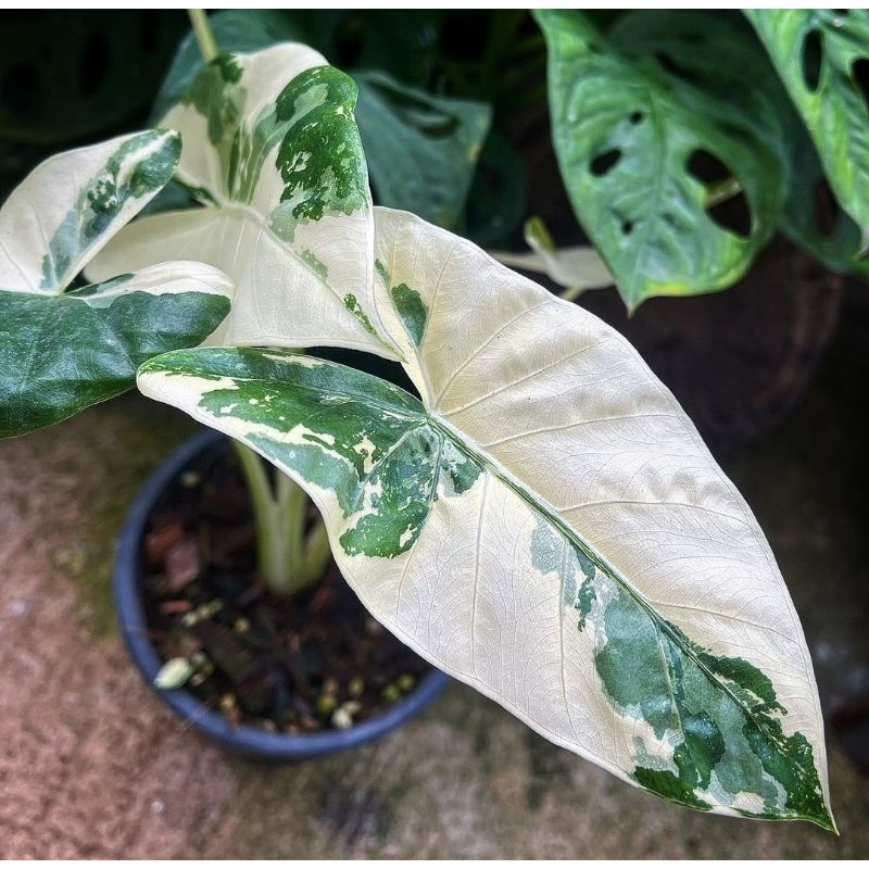 alocasia macrorrhizos - sente varigata