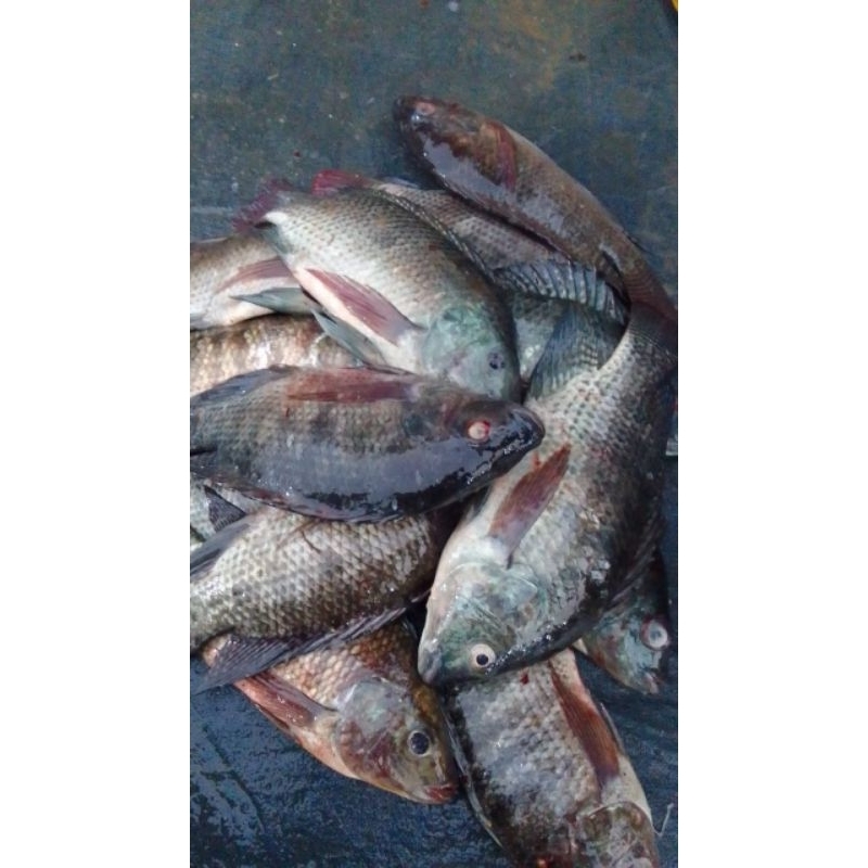 

ikan mujaer 500gram