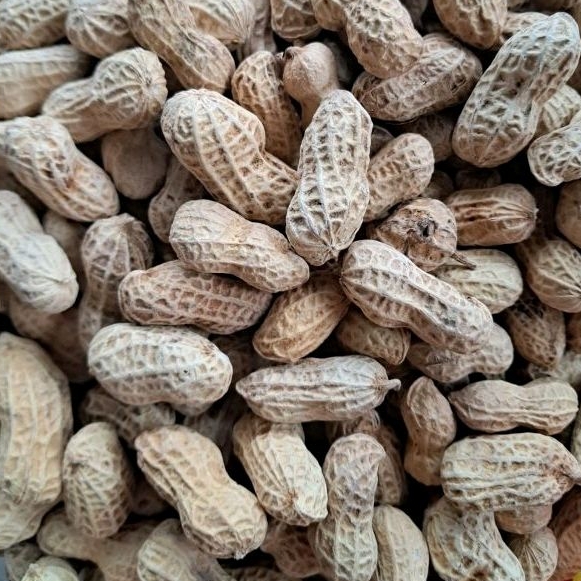 

kacang kulit oven 500gr