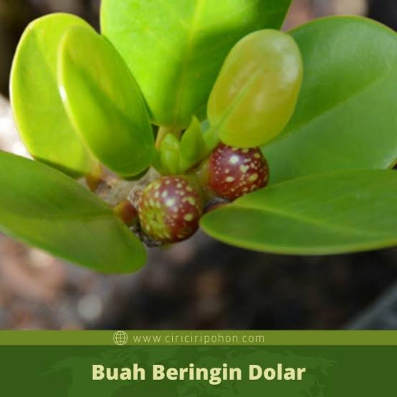 Biji benih beringin dolar ficus bonsai isi 5 butir