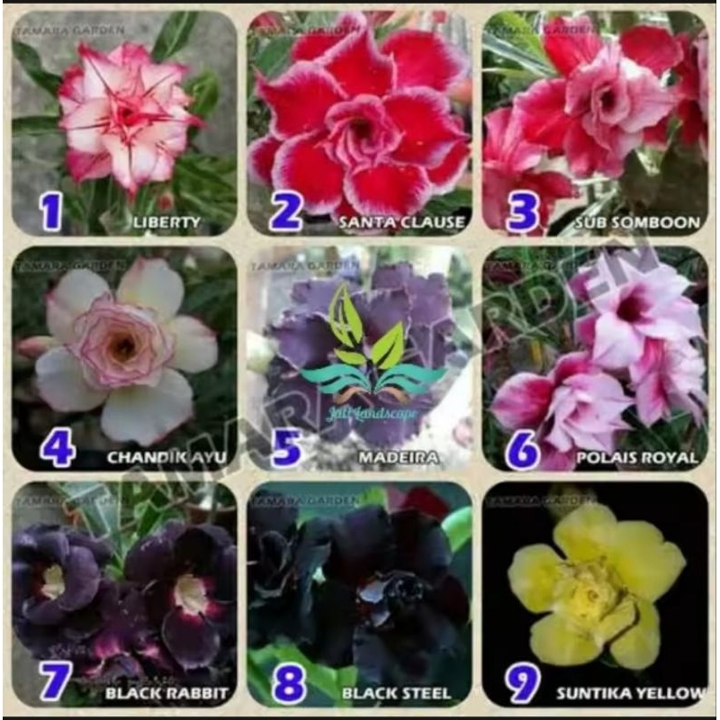 Paket 9 Tanaman Hias Bibit Bunga Adenium