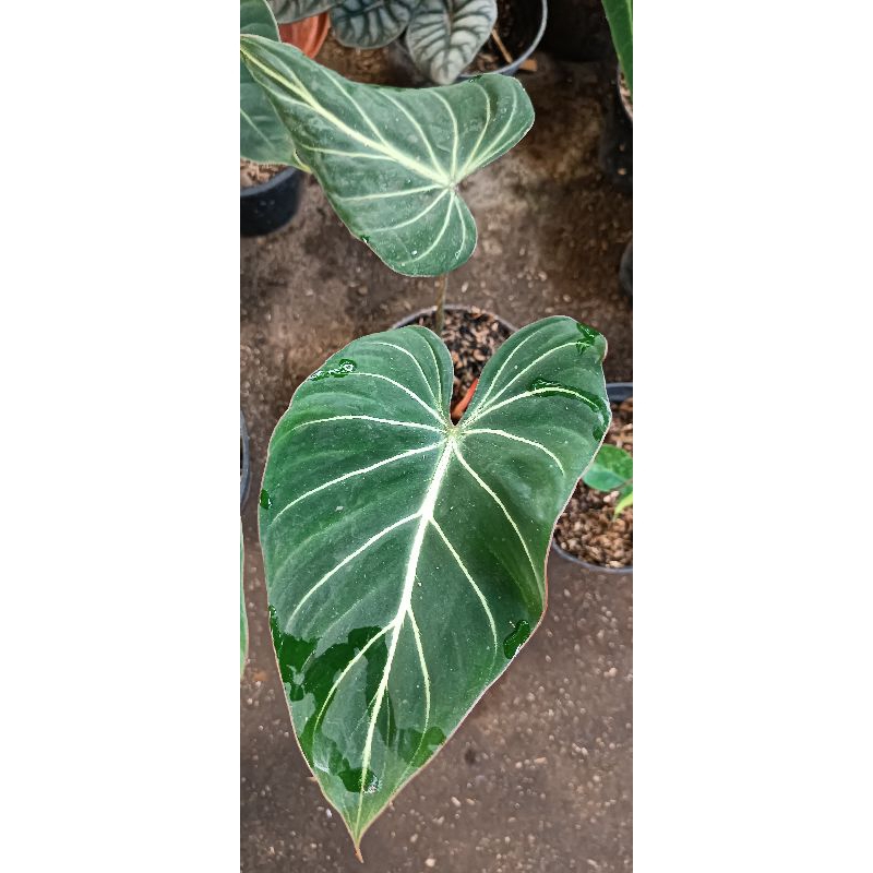 philodendron gloriosum white vein