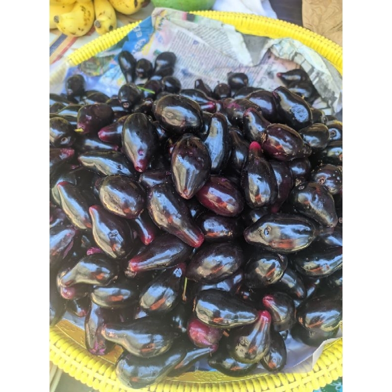 BUAH JAMBLANG / JUWET 1kg