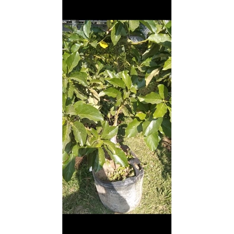 bibit apukat tanpa biji pilipin batang besar