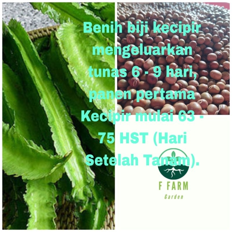 benih kecipir lalap 10 gram
