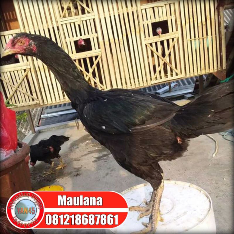 Ayam Bangkok Betina | Induk Bangkok | Produksi | Yan45
