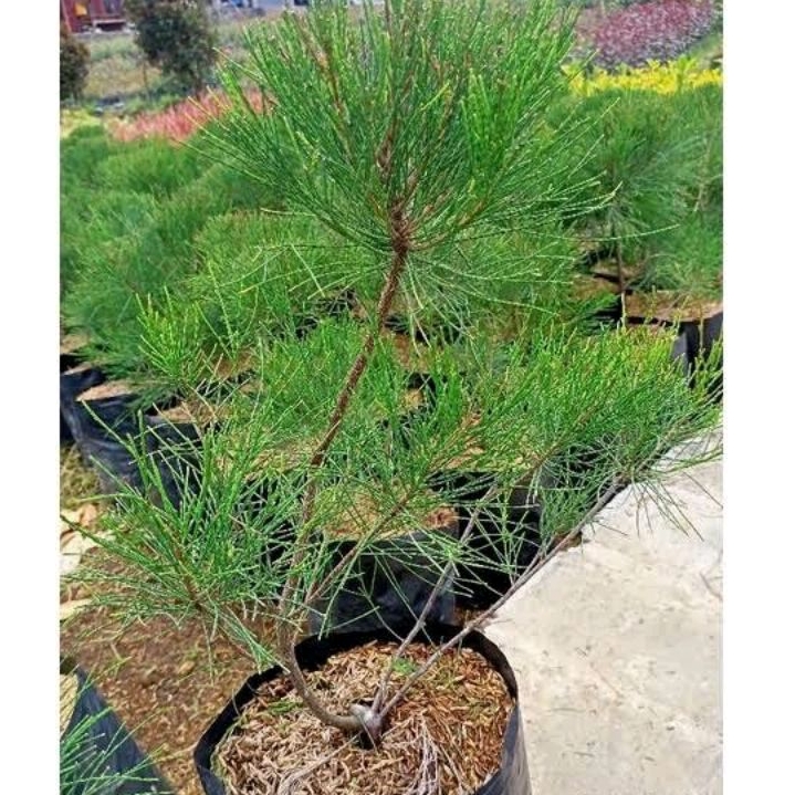 Cemara Udang,Tanaman Hias Cemara Udang Bahan Bonsai