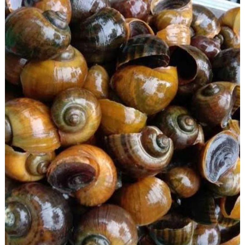 

Keong sawah hidup 250 gram