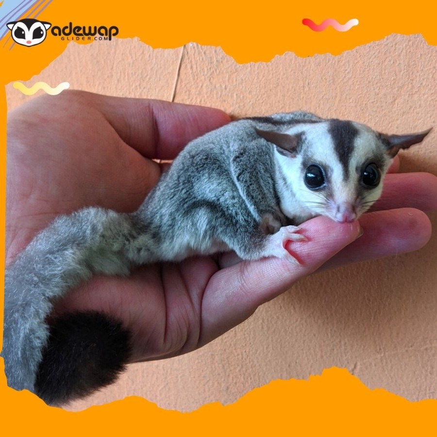 [Kurir Instant] Sugar Glider White face 1-2 bulan joey Karakter Jinak / SG Baby murah