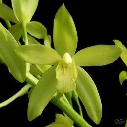 Grammatophyllum scriptum var. citrinum Anggrek Gramma Hijau